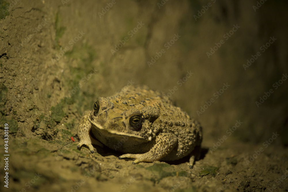 Sticker portrait of a brown frog