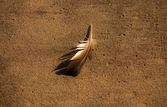 feather on sand