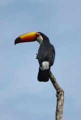 toucan on a tree © Beatriz