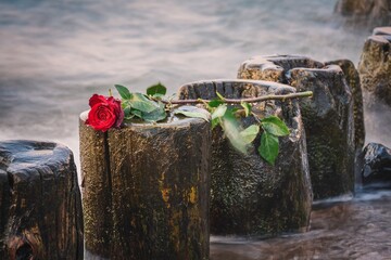 Beautiful floral concept  in shallow depth of field. Red rose on a wooden mold against a blurry sea background.