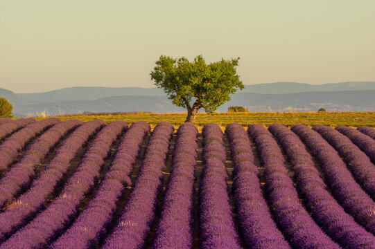 Lavander field in the south of France