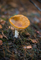 forest mushroom in nature in the forest freshness of the forest
