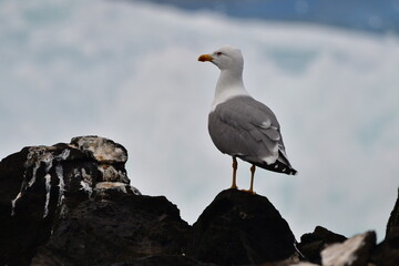 GAVIOTA PATIAMARILLA