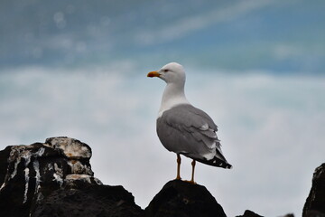 GAVIOTA PATIAMARILLA