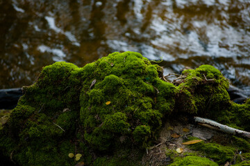 moss and water on the bank of the river moss soil very beautiful green moss hill on blue water