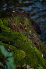 moss and water on the bank of the river moss soil very beautiful green moss hill on blue water