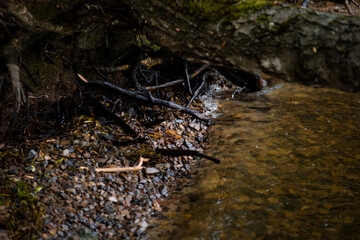 Fototapeta premium moss and water on the bank of the river moss soil very beautiful green moss hill on blue water
