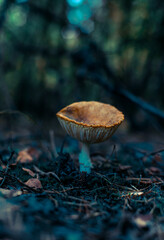 forest mushroom in nature in the forest freshness of the forest