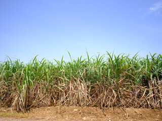サトウキビ畑と青空