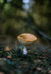 forest mushroom in nature in the forest freshness of the forest