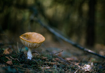 forest mushroom in nature in the forest freshness of the forest