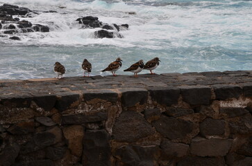 GRPO DE VUELVEPIEDRAS