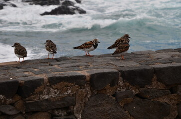 GRPO DE VUELVEPIEDRAS