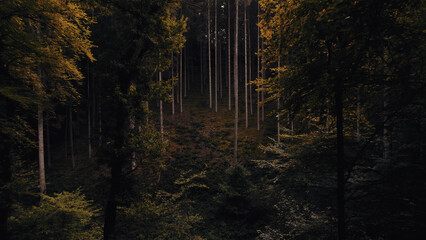 Scenic view of a dense foliage forest in dark colors in Luxembourg - obrazy, fototapety, plakaty