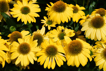 Closeup of yellow coneflowers and a bee in the garden on a sunny day - obrazy, fototapety, plakaty