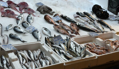 Auf Eis liegender frischer Fisch auf dem Markt von Saloniki