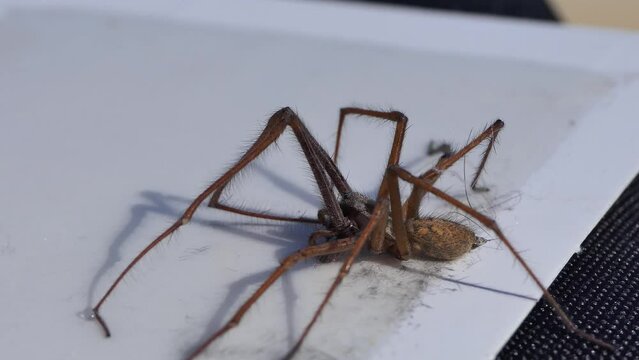 Tegenaria Gigantea House Spider on a Insect Bug Trap 