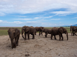 Herd of elephants in Serengeti National Park, Tanzania