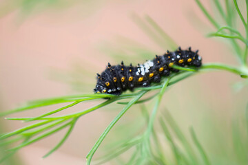 Black Swallowtail Caterpillar Baby