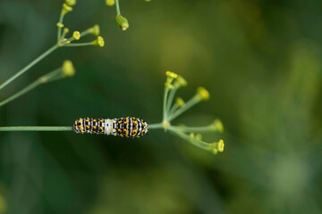 Black Swallowtail Caterpillar on Dill