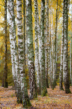 birch grove with many beautiful trees