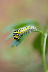 Black Swallowtail Caterpillar on Parsley
