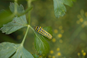 Black Swallowtail Caterpillar in Parsley
