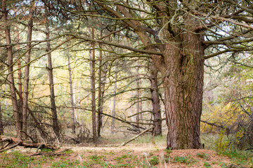 pine forest trees with coniferous look with orange needles from branches on the ground