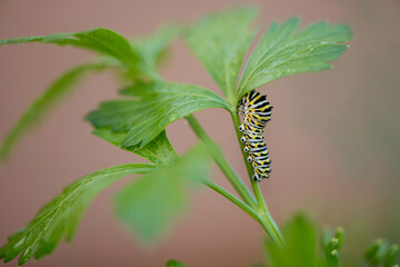 Black Swallowtail Caterpillar Hiding in Parsley