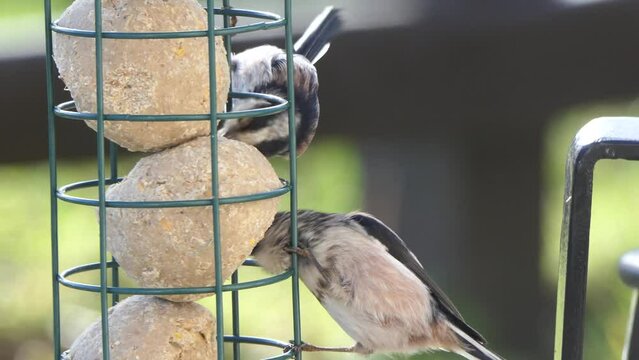 The long-tailed tit feeding on fat balls Coconut halves Suet on a bird table