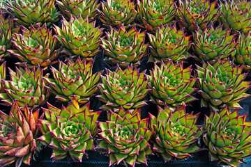 Obraz premium Close up of succulent plants in a greenhouse, North China