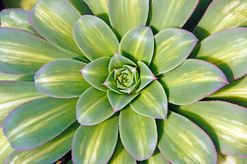 Close up of succulent plants in a greenhouse, North China
