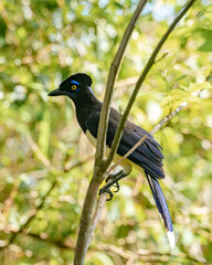 photo of the black crested jackdaw from the Atlantic Forest Brazil