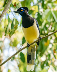 photo of the black crested jackdaw from the Atlantic Forest Brazil