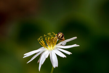 Syrphidae live on plants in North China