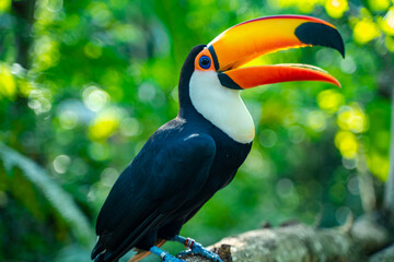 photo de toucan dans le parc ornithologique de foz do iguaçu