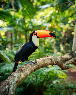 photo of toucan in the foz do igua&ccedil;u bird park