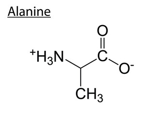 Vector of the chemical structures of amino acid alanine