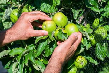 Organic apple grower observes the development of delicious green apples on apple trees protected by...