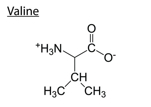Vector of the chemical structures of amino acid valine