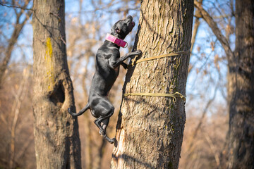 Active American pit bull terrier with cute pink collar jumps high up trunk of tree to get tug toy, during modern build game. Natural agility of breed makes it one of the most capable canine climbers