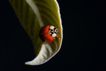 joaninha em uma folha com fundo escuro e sombras fortes