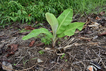 growing of young banana tree in the garden