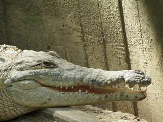 crocodile head