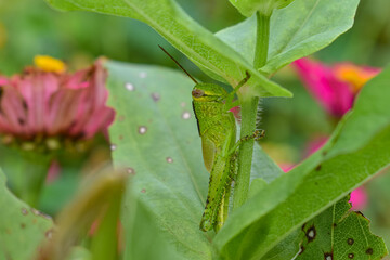 grasshopper camouflage on a flower