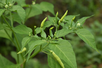 young chili tree or in Indonesia known as Cabai tree in the garden