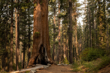 Obraz premium Giant Sequoia Stands Tall Next To Trail Along Tuolumne Grove Road