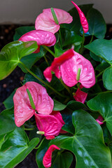 Beautiful blooming pink Anthurium outdoors