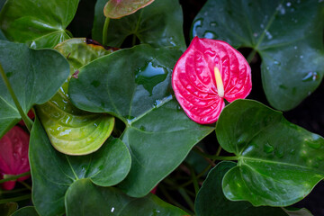 Beautiful blooming pink Anthurium bush