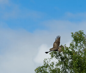 Large Common buzzard flying with its wings wide open near tree branches against a light blue sky